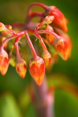 Cotyledon Macrantha Succulent Flowers 